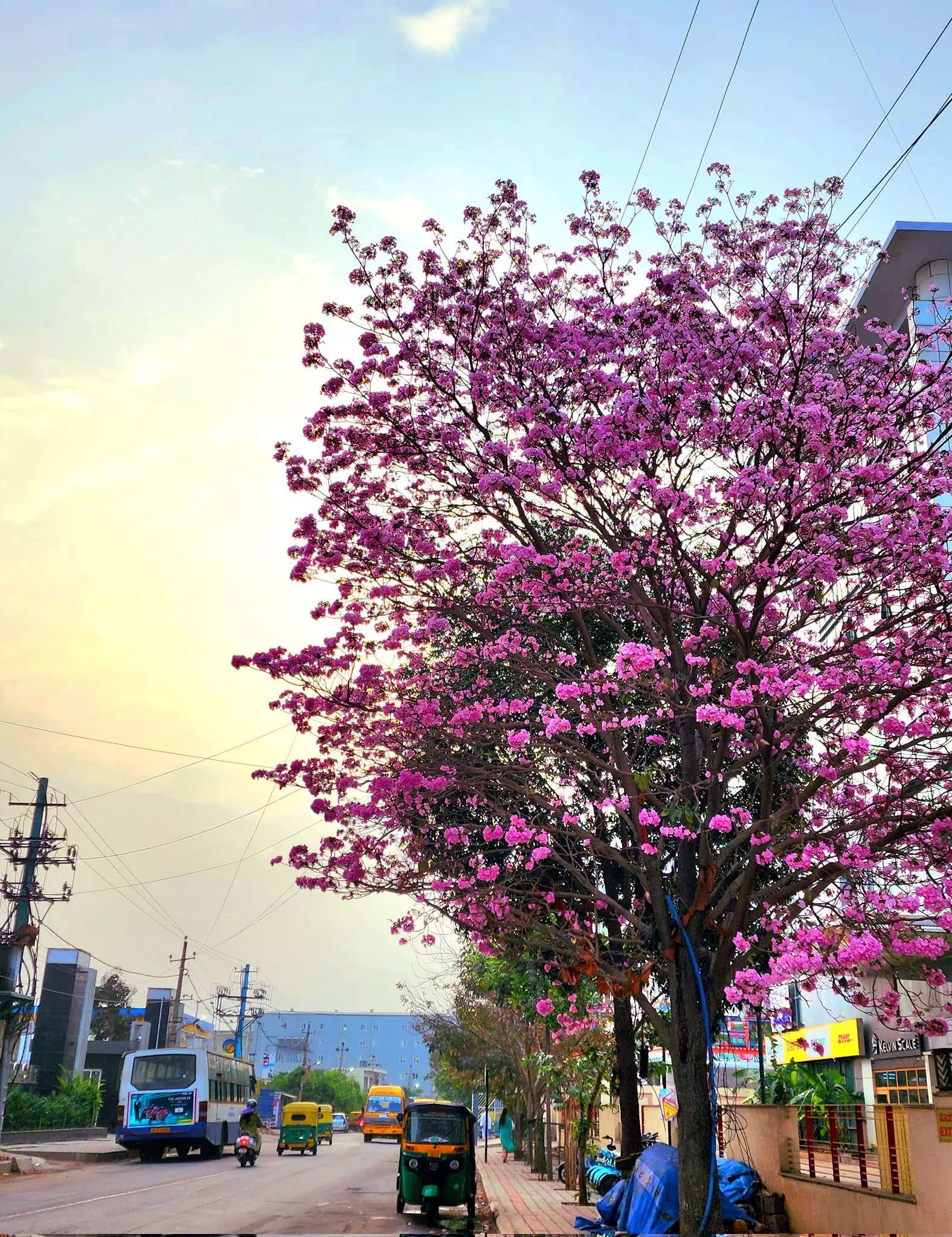 Stunning pictures of 'Cherry Blossoms' in Bengaluru painting Tech city