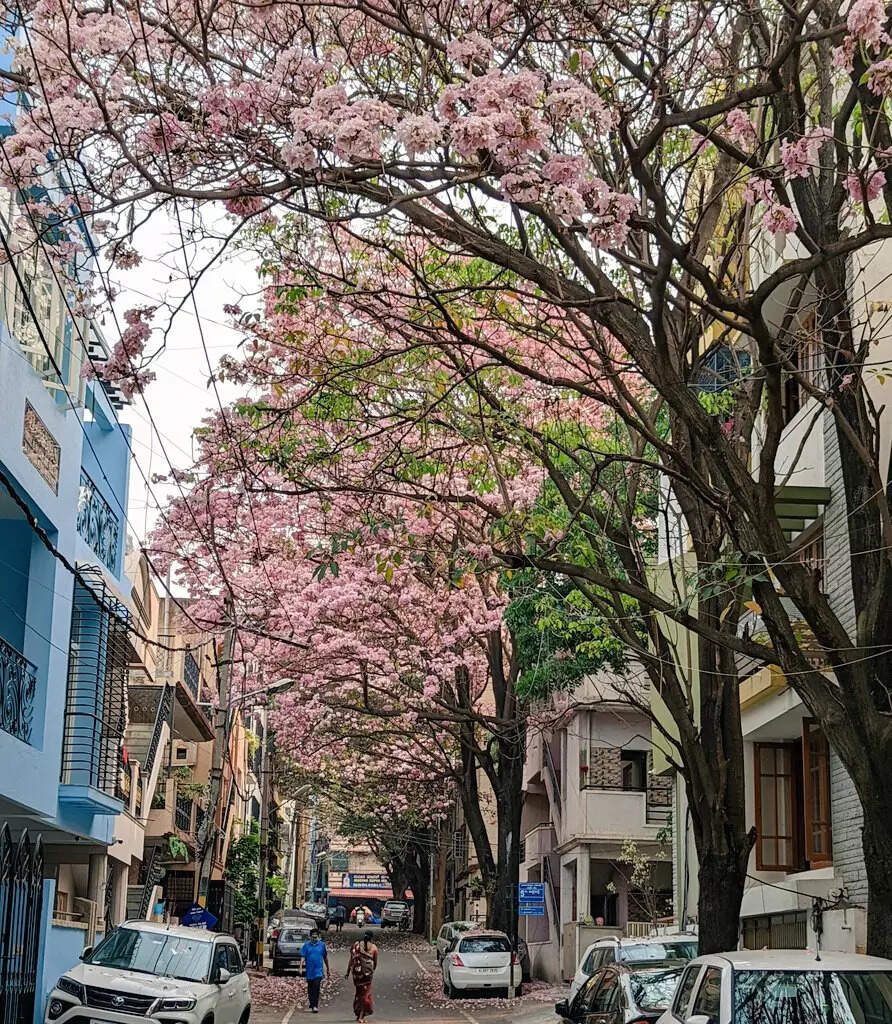 Stunning pictures of 'Cherry Blossoms' in Bengaluru painting Tech city