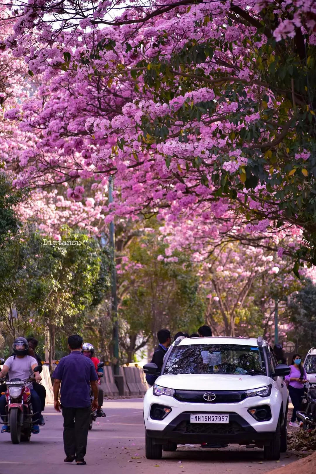 Stunning pictures of 'Cherry Blossoms' in Bengaluru painting Tech city