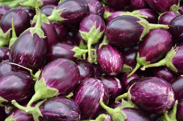 Brinjal