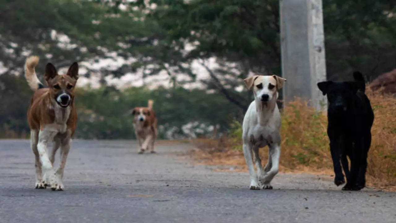 Chennai stray dog menace