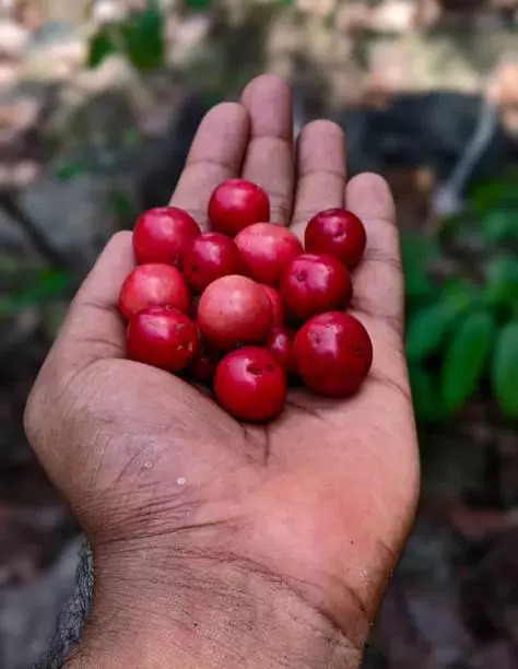 Cherries