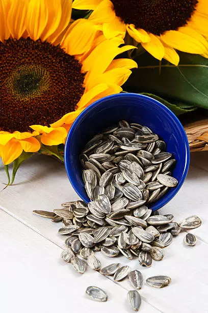 Sunflower seeds