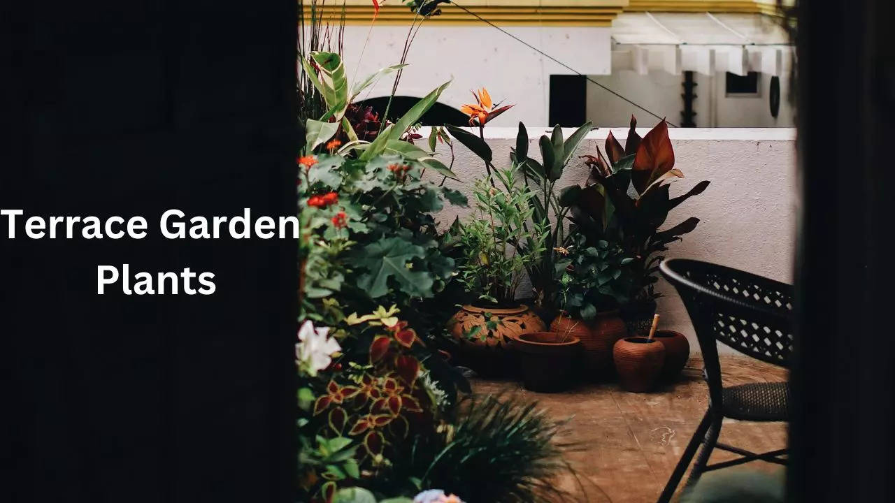 Terrace Garden Plants | 7 Best Plants for a Thriving Terrace ...