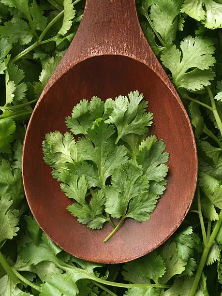 Coriander