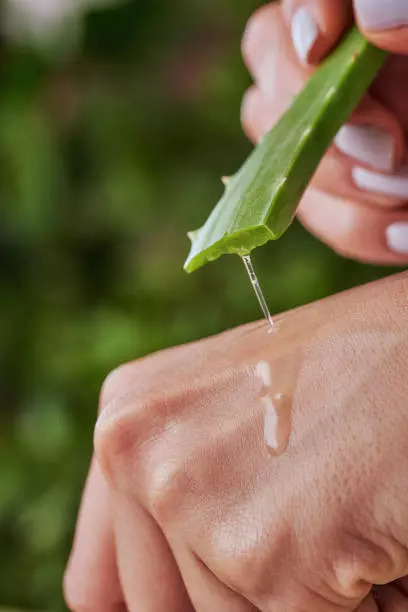 Aloe vera