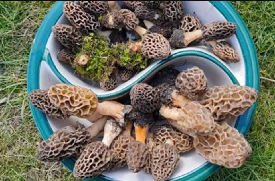 gucchi mushrooms