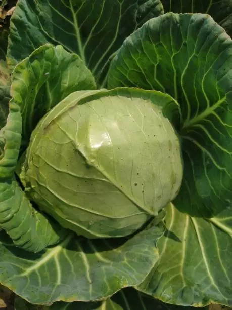 Cabbage