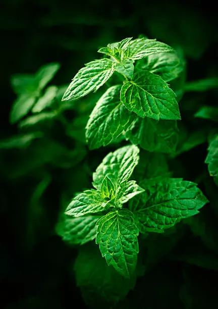 Mint leaves