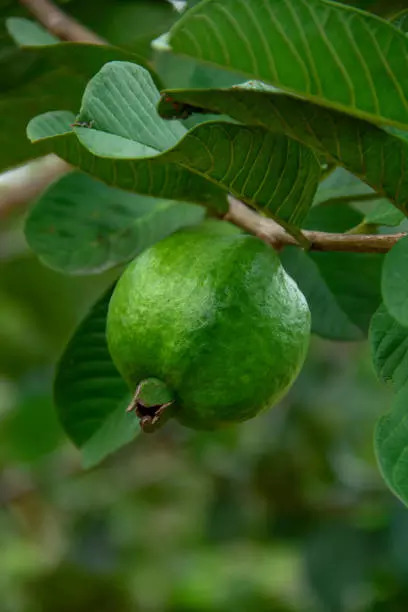 Guava leaves        