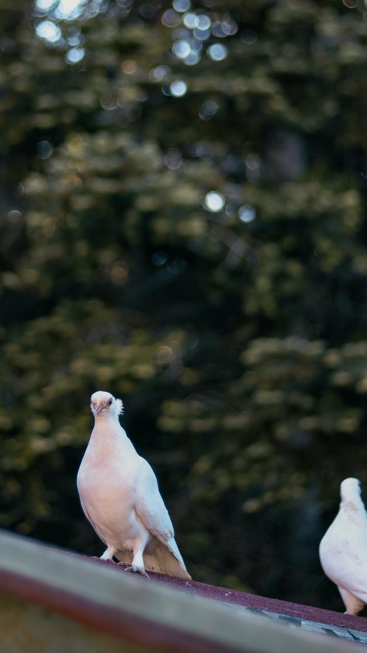 How to PigeonProof Your Homes StorialTech