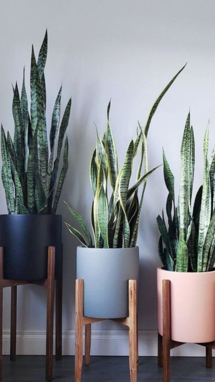 8 Indoor Plants That Can Improve Your Health StorialTech