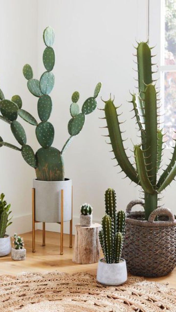 Indoor Plants That Reduce Radiation StorialTech