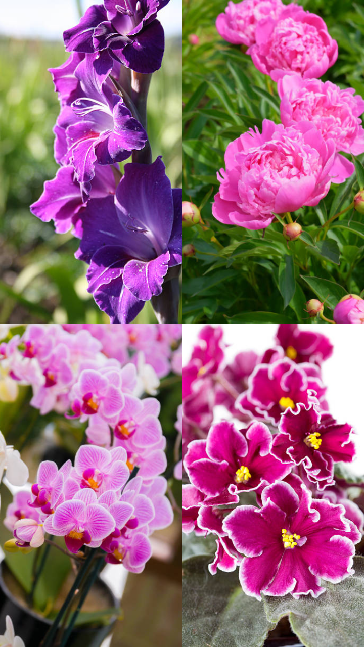 Flowers That Resembles Strength StorialTech