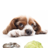 4 Vegetables To Feed And Avoid Giving To Your Dogs Times Now