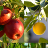 Fruits You Can Easily Grow In Your Home Garden: Simple Tips