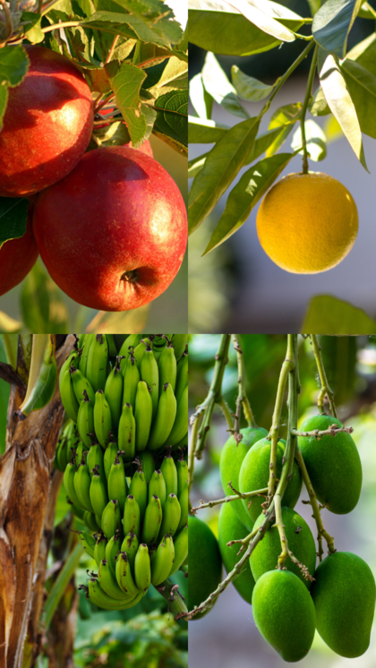 Fruits You Can Easily Grow In Your Home Garden: Simple Tips