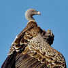 Ruppell's Griffon Vulture: Highest-Flying Bird That Outsoared Planes