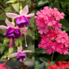 10 Beautiful Hanging Plants That Attract Butterflies