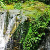 Amazon Rainforest