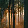World Ozone Day 2024: Travel To These 10 Forests That Are Protecting Earth’s Ozone Layer​