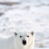 8 Places On Earth Where You Can Spot Polar Bears 