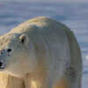 Polar Bear Viewing