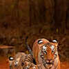 Travel To These 10 National Parks In India To See Their Star Residents