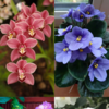 10 Flowering Plants To Make Your Living Room Look Aesthetic