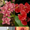10 Indoor Flowering Plants That Grow In Water