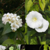 10 Flowering Plants That Bloom At Night