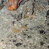 5 Animals So Well Camouflaged, You Might Miss Them at First Sight
