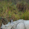 World Rhino Day: Kaziranga, a Conservation Success Story