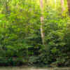 ​Wild History: All About Manas National Park In Assam
