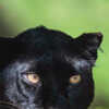 Spot The Elusive Black Panther At These 8 National Parks In India 