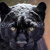 The Majestic Black Panther