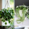 10 Beautiful Hanging Plants Perfect For Your Bedroom