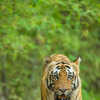 Jim Corbett National Park, Uttarakhand