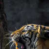 India Wildlife Week: 10 National Parks That Showcase India's Diversity