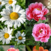 10 Beautiful Flowers That Represent Love