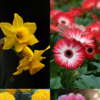 10 Beautiful Flowers That Symbolise Positivity
