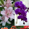 10 Beautiful Flowers For Your Diwali Party Decor