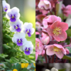 10 Beautiful Flowers That Bloom In Winters