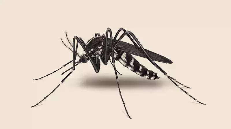 6 Mosquito-borne diseases you should know about
