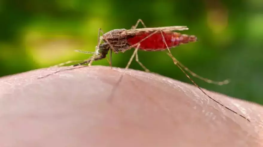 Malaria, Dengue and more