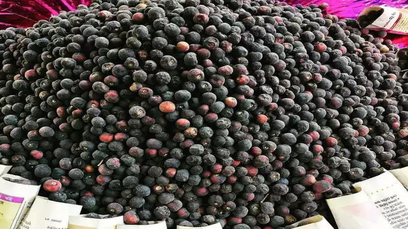 5 Benefits of incorporating phalsa or Indian Sherbet Berry in your diet