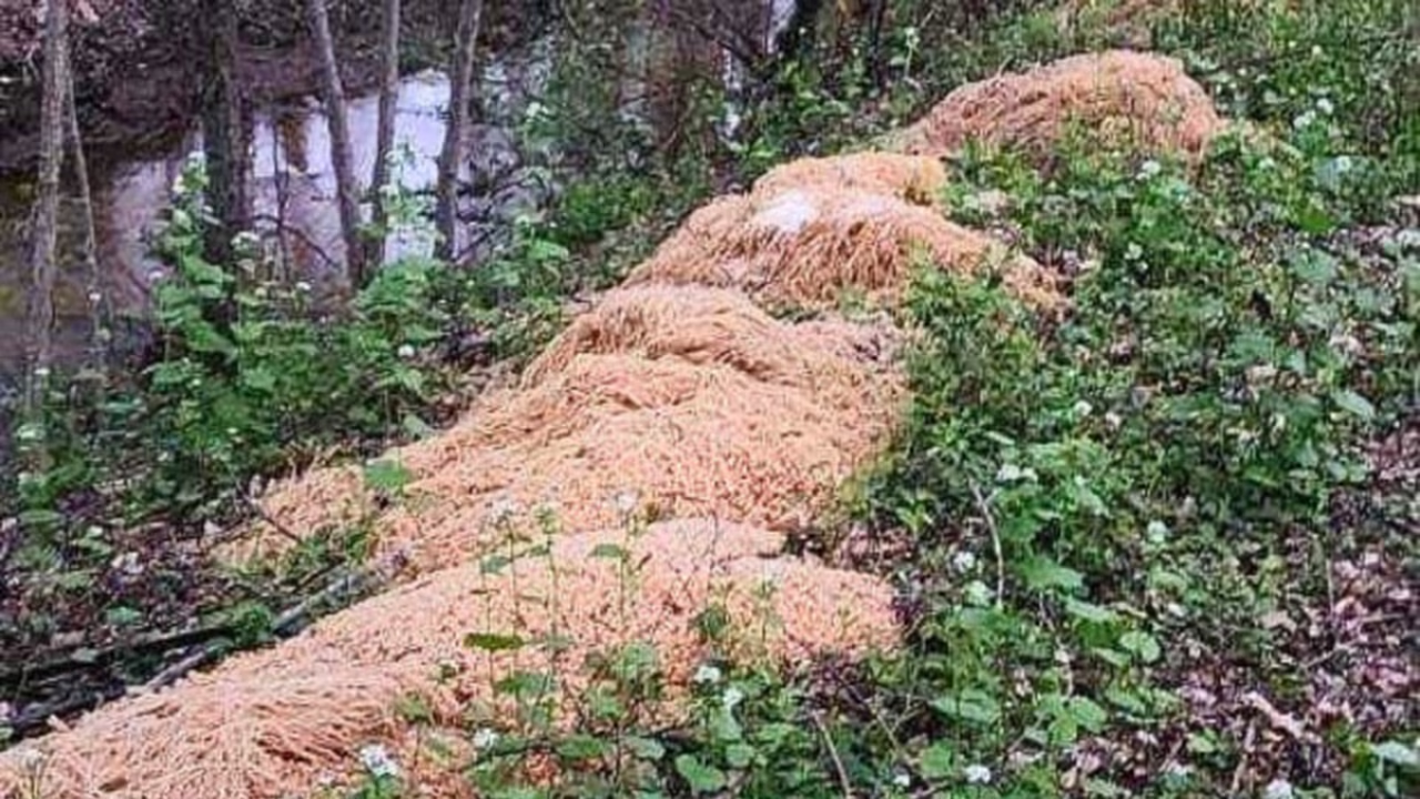 500 pounds of pasta dumped in New Jersey