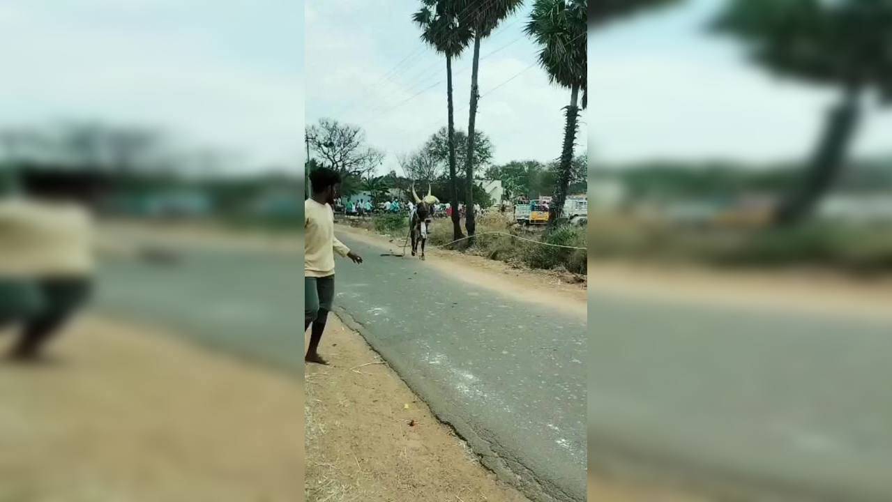 Man Climbs Pole As Raging Bull Tries To Attack Him In Viral Video ...