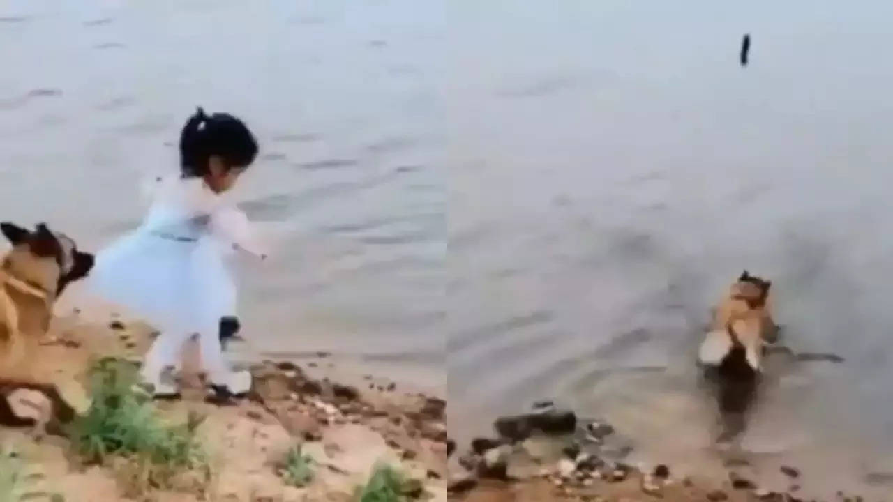 dog saved baby girl viral video.