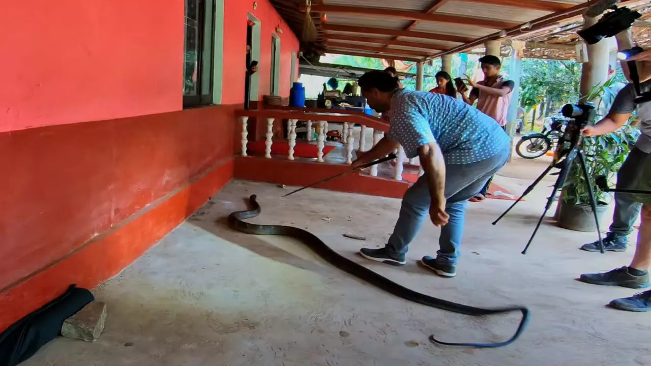 Jayakumar SS rescues King Cobra from a car in Agumbe, Karnataka | Screenshot: Living Zoology via Youtube